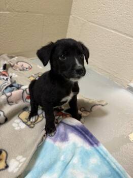 Philipp -  Mixed Breed Dog for Adoption in Black Eagle, Montana - Philipp | PetCurious