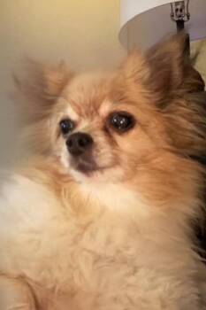 Dutchess available 7/22 -  Pomeranian Dog for Adoption in Elmsford, New York - Dutchess Available 7/22 | PetCurious