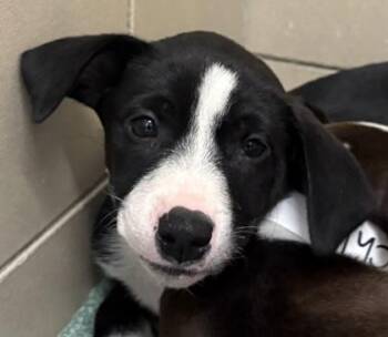 Mixed Breed Dogs Available for Adoption - Cora | PetCurious