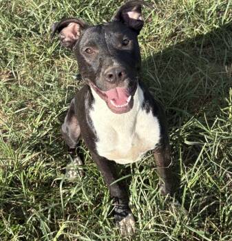 Rescue Terrier and Labrador Retriever Dogs for Adoption in Calera, Alabama - Gumdrop | PetCurious