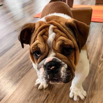 English Bulldog Dogs Available for Adoption in Hilton, New York - Iverson | PetCurious