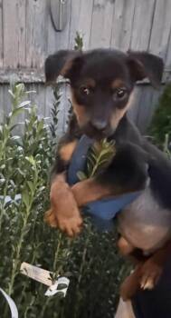 Coleman -  German Shepherd Dog Dog for Adoption in Bull Valley, Illinois - Coleman | PetCurious