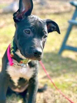 Labrador Retriever and Bulldog Dogs Available for Adoption in Bancroft, Ontario - Star | PetCurious