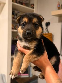 Jack Daniels -  German Shepherd Dog Dog for Adoption in Lodi, California - Jack Daniels | PetCurious