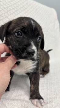 Dachshund and Rat Terrier Dogs Available for Adoption - Homer: The Simpson