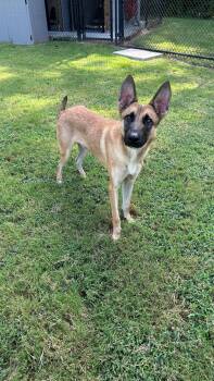 Spork -  Belgian Shepherd Malinois Dog for Adoption in Suffolk, Virginia - Spork | PetCurious