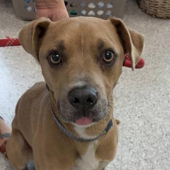 Zuke -  Terrier Dog for Adoption in Des Moines, Iowa - Zuke | PetCurious