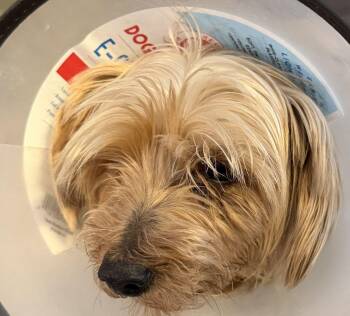 Max -  Yorkshire Terrier Dog Available for Adoption in Canutillo, Texas - Max | PetCurious