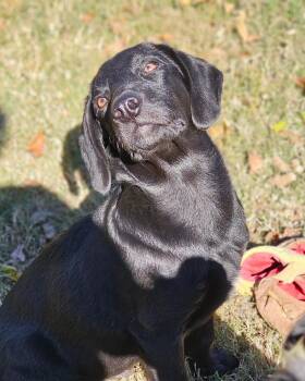 Rescue Labrador Retriever Dogs for Adoption in Broken Arrow, Oklahoma - Mr. Bean | PetCurious