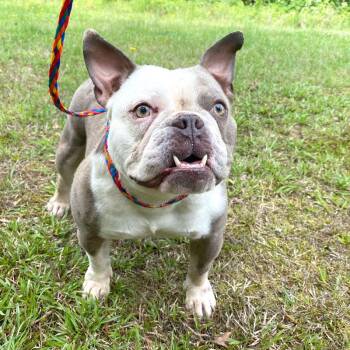 Bulldog Dogs Available for Adoption in Monroe, Georgia - Blue | PetCurious