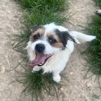 Chase -  Jack Russell Terrier and Terrier Dog for Adoption in Rockville, Maryland - Chase | PetCurious