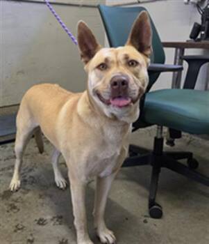 AMBER -  German Shepherd Dog and Siberian Husky Dog for Adoption in Camarillo, California - AMBER | PetCurious