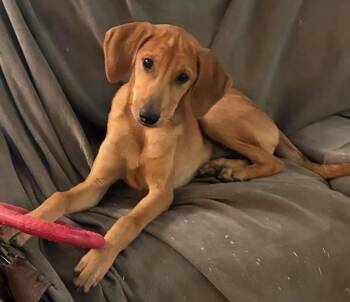 Lisa -  Labrador Retriever Dog for Adoption in Warrington, Pennsylvania - Lisa | PetCurious