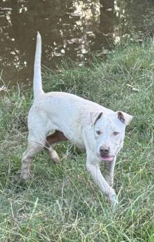 Rescue Boxer Dogs for Adoption in Holly Springs, Mississippi - Lenny | PetCurious