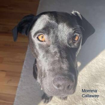 Black Labrador Retriever and Mixed Breed Dogs Available for Adoption - Ping | PetCurious