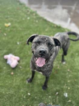 Rescue Cane Corso and Husky Dogs for Adoption in Chula Vista, California - BOWIE | PetCurious