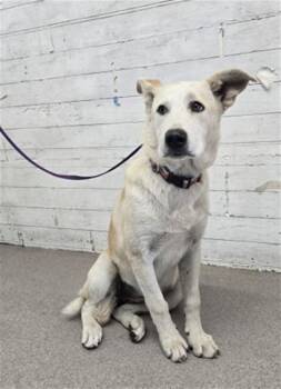 AGATHA -  German Shepherd Dog and Mixed Breed Dog for Adoption in San Bernardino, California - AGATHA | PetCurious