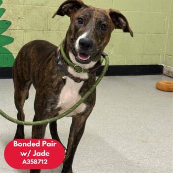 Rescue Doberman Pinscher and Mixed Breed Dogs for Adoption in Indianapolis, Indiana - JAX | PetCurious