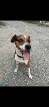 Jinx -  Beagle Dog for Adoption in Bristol, Vermont - Jinx | PetCurious