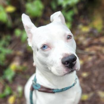 Rescue Pit Bull Terrier and Husky Dogs for Adoption in Warrenton, Oregon - Lil Snack (Cullaby/101st) | PetCurious