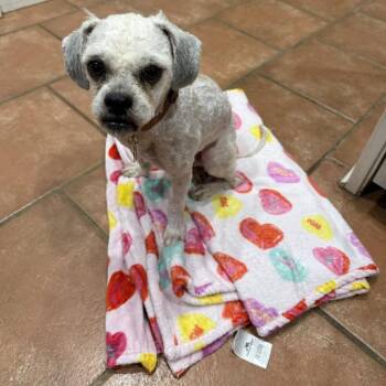 Herbert -  Mixed Breed Dog for Adoption in Helena, Alabama - Herbert | PetCurious