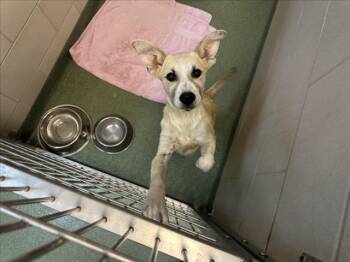 Rescue Mixed Breed Dogs for Adoption in Santa Fe, New Mexico - BOONE | PetCurious