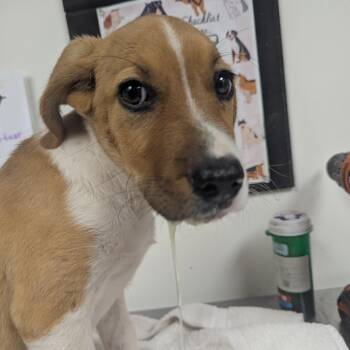 Heidi -  Beagle and Mixed Breed Dog for Adoption in Parrish, Alabama - Heidi | PetCurious