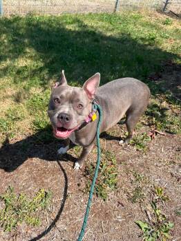 JoDee -  Pit Bull Terrier Dog for Adoption in Cleveland, Ohio - JoDee | PetCurious