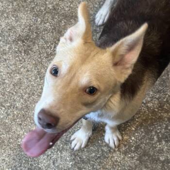 German Shepherd Dog and Siberian Husky Dogs Available for Adoption - Sadie | PetCurious