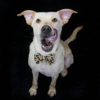 Joey -  Labrador Retriever Dog for Adoption in Northbrook, Illinois - Joey | PetCurious