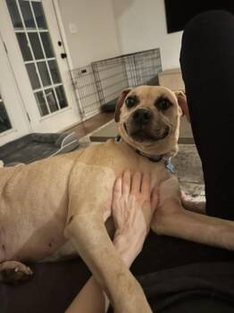 Diesel Dawg -  Mixed Breed Dog for Adoption in Chamblee, Georgia - Diesel Dawg | PetCurious