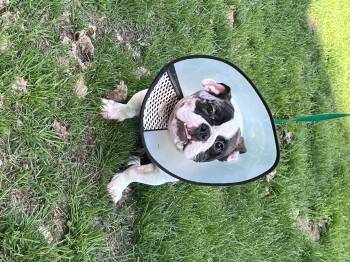 French Bulldog and English Bulldog Dogs Available for Adoption in North Freedom, Wisconsin - Shakira  | PetCurious