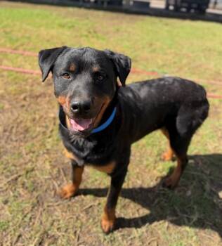 Rottweiler Dogs Available for Adoption - JERSEY | PetCurious