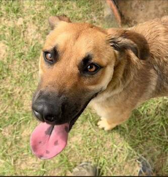 Golden Retriever Dogs Available for Adoption in Sterling, Massachusetts - HONEY 7 Months AVA 5/13 | PetCurious