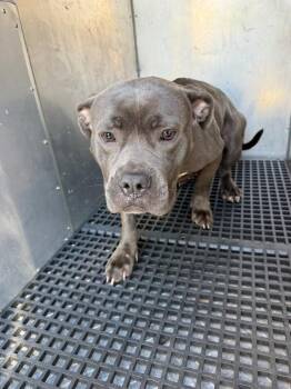 Pen 107 -  Pit Bull Terrier Dog for Adoption in Lawrenceville, Georgia - Pen 107 | PetCurious