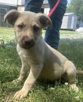 Labrador Retriever and American Bulldog Dogs Available for Adoption in Wetumpka, Alabama - 260555  Crunchie | PetCurious