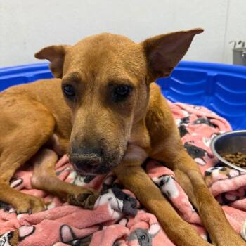 Marietta -  Mixed Breed Dog for Adoption in Casa Grande, Arizona - Marietta | PetCurious