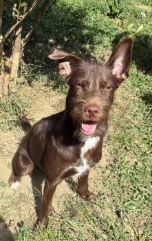 Pippy -  Mixed Breed Dog for Adoption in Harrisburg, Pennsylvania - Pippy | PetCurious
