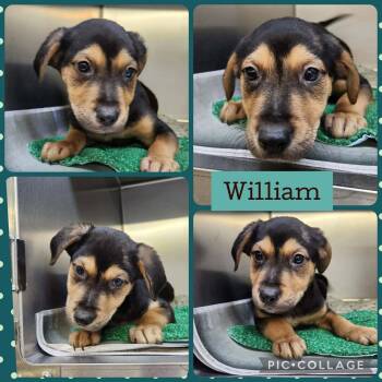 William -  Labrador Retriever and Pit Bull Terrier Dog for Adoption in Ringwood, New Jersey - William | PetCurious