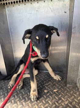 MP2 -  Shepherd and Mixed Breed Dog for Adoption in Rockport, Texas - MP2 | PetCurious