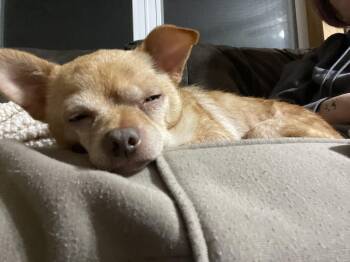 Rescue Chihuahua Dogs for Adoption in Ontario, New York - Tucker | PetCurious