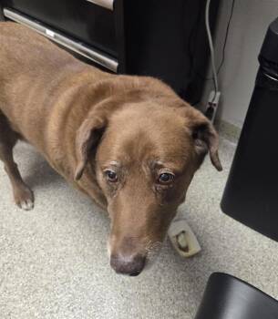 Ellie -  Labrador Retriever Dog for Adoption in Vancouver, Washington - Ellie | PetCurious