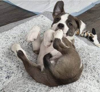 Terrier Dogs Available for Adoption - Janny | PetCurious