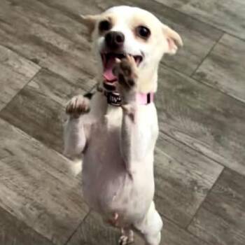 Chihuahua Dogs Available for Adoption in Marana, Arizona - Jill | PetCurious