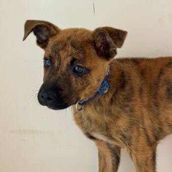 Pit Bull Terrier Dogs Available for Adoption in Birmingham, Alabama - Bertinelli | PetCurious