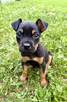 Vegas -  Pit Bull Terrier Dog for Adoption in Barnhart, Missouri - Vegas | PetCurious