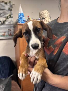 Jack Russell Terrier and Hound Dogs Available for Adoption in Blytheville, Arkansas - Snuggles | PetCurious