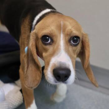 Simon -  Beagle Dog for Adoption in Briarcliff Manor, New York - Simon | PetCurious