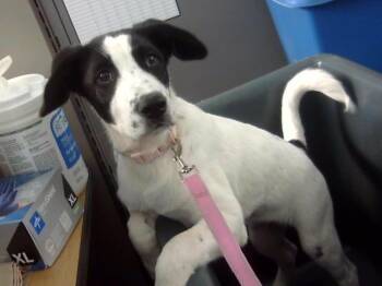 Mixed Breed Dogs Available for Adoption in Dallas, Texas - LANEY | PetCurious