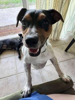 Rescue Rat Terrier and Chihuahua Dogs for Adoption in Anna, Texas - Ember | PetCurious